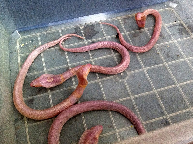 Nacen 17 cobras albinas en el zoo de Madrid, pequeñas pero igual de venenosas