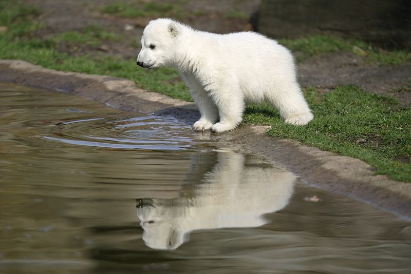 El oso Knut murió de una lesión cerebral