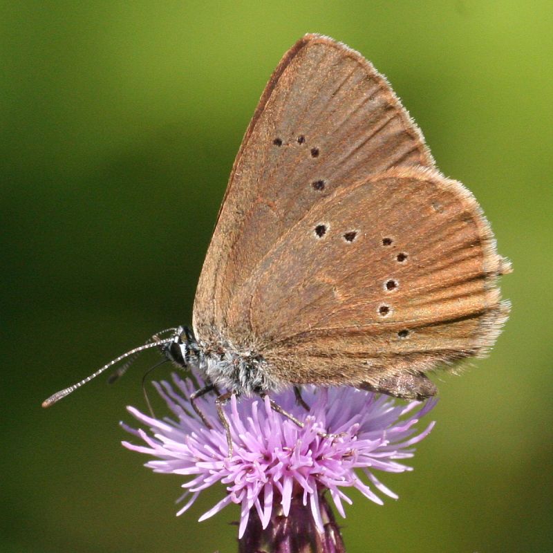 Cadena de favores entre mariposas, hormigas y flores para sobrevivir en un bosque único