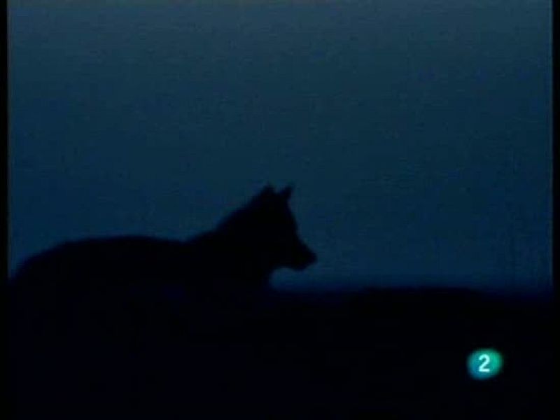 Freno a la expansión del lobo ibérico en España