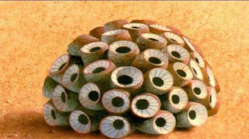 Vida en Marte en el archivo de la NASA de 1975