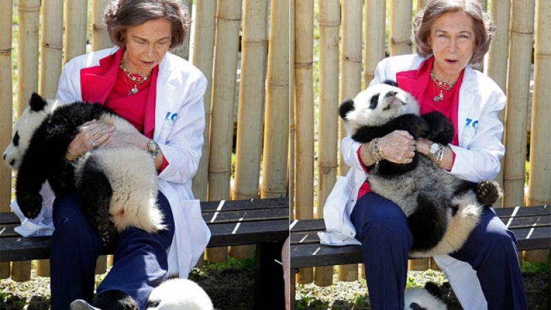 El mordisco 'real' de los pandas madrileños