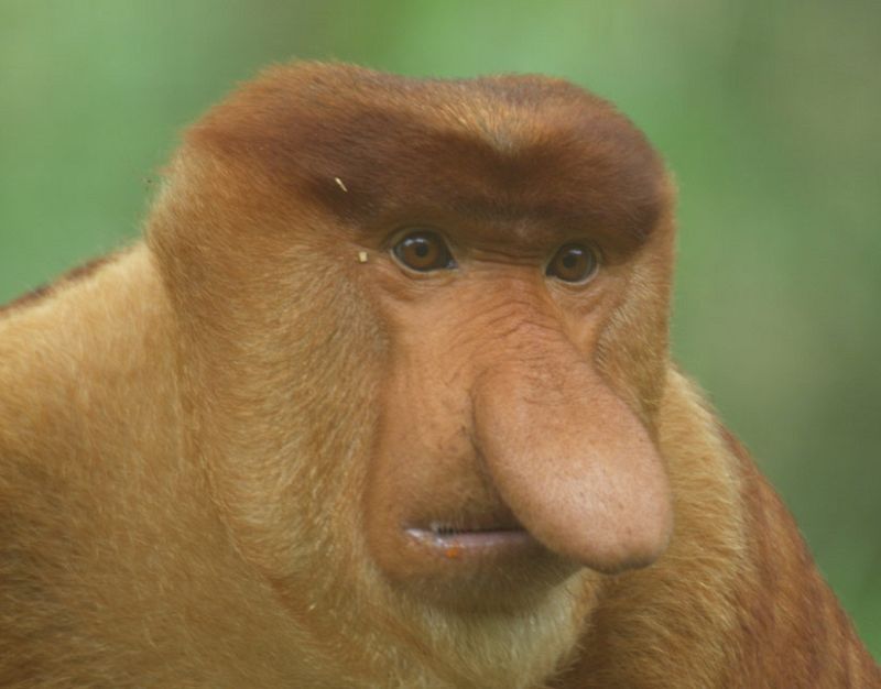 Los monos narigudos que regurgitan la comida