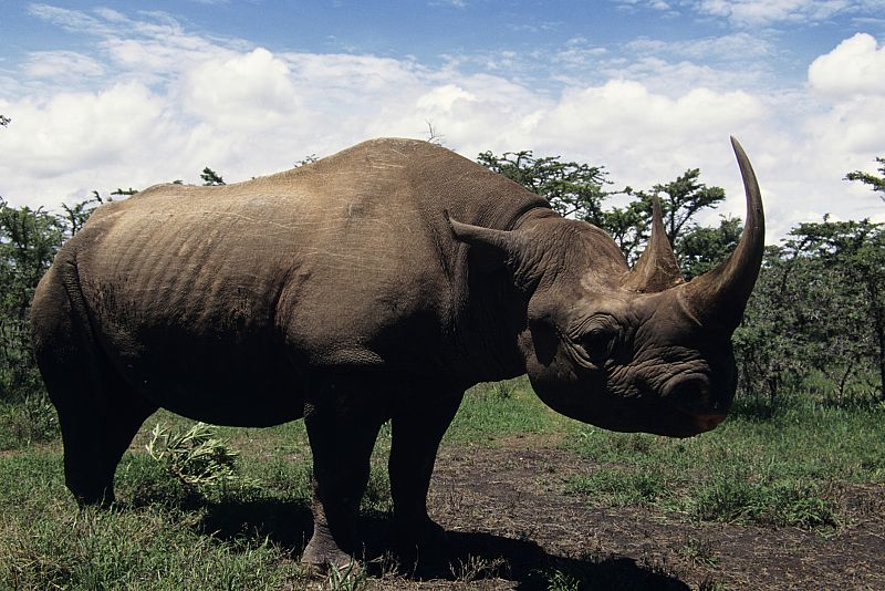 Jaque al rinoceronte africano por la caza furtiva