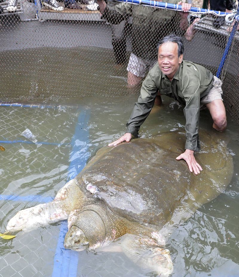 Capturan a la tortuga legendaria de Vietnam para curarla de la contaminación