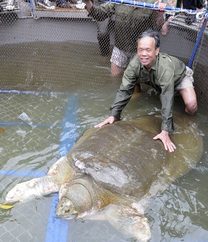 Capturan a la tortuga legendaria de Vietnam para curarla de la contaminación