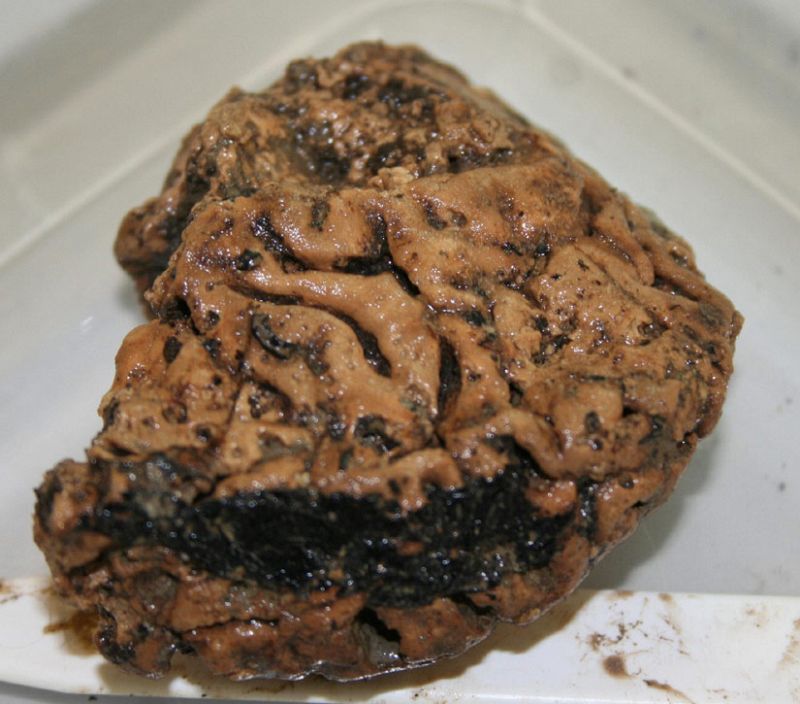 Un cerebro humano de más de 2.600 años, perfectamente conservado