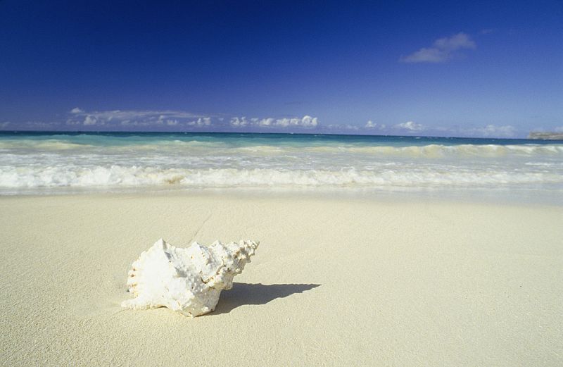 ¿Por qué se escucha el mar en una caracola?