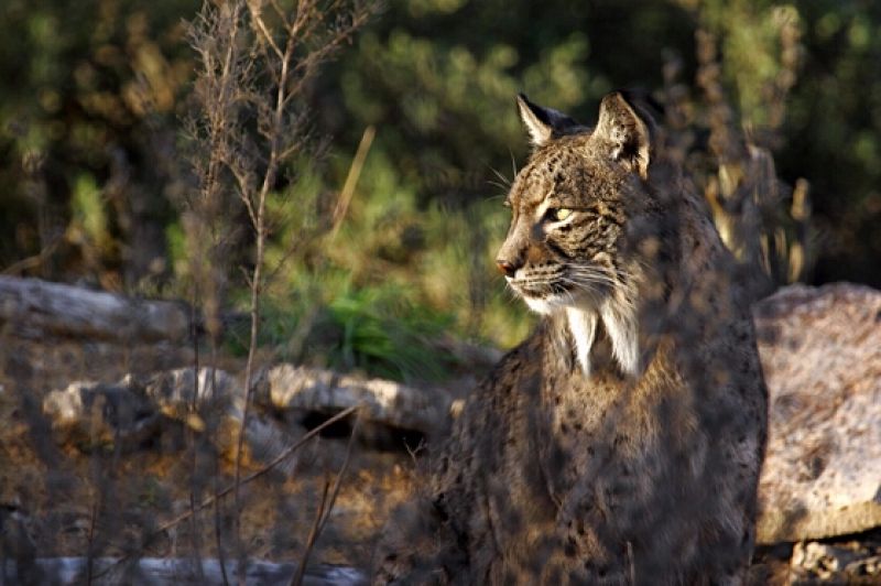 Fallece un lince ibérico atropellado en Huelva