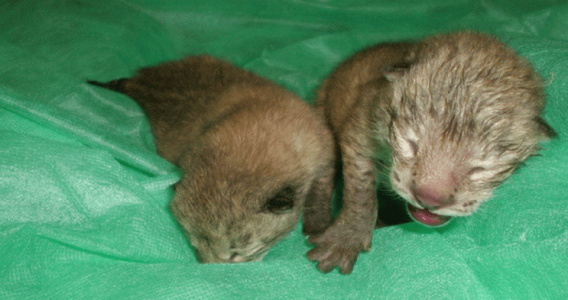 Nacen dos linces ibéricos en el Zoobotánico de Jerez de la Frontera