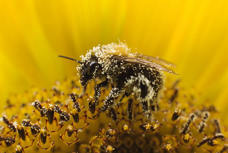Descubren el ingrediente en la jalea real responsable de transformar a una abeja en reina