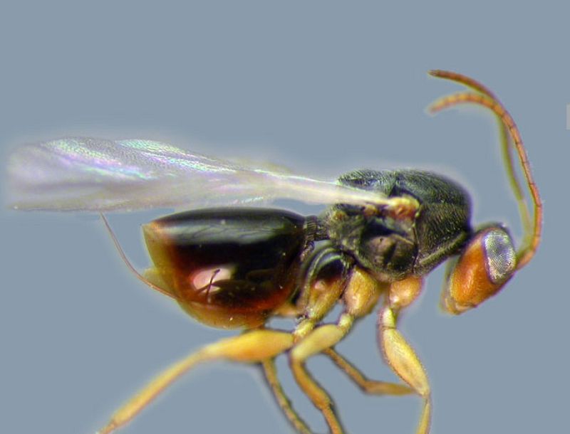 Ocho nuevas especies de avispas en Panamá