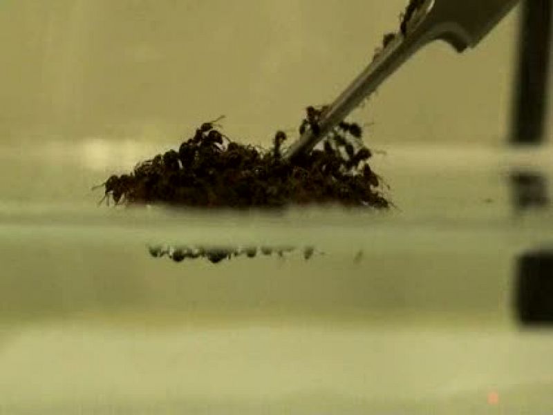 Las hormigas construyen balsas de aire para flotar sobre el agua