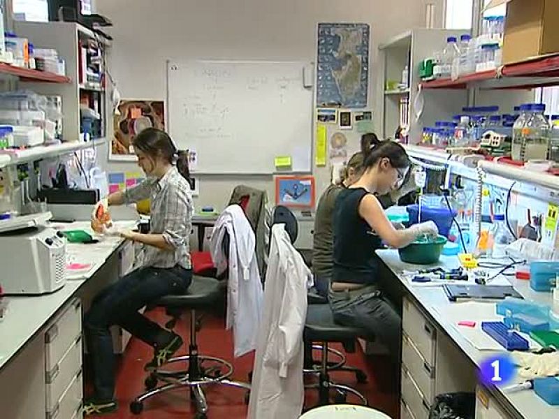 La falta de fondos paraliza una investigación de Barbacid sobre el cáncer de pulmón