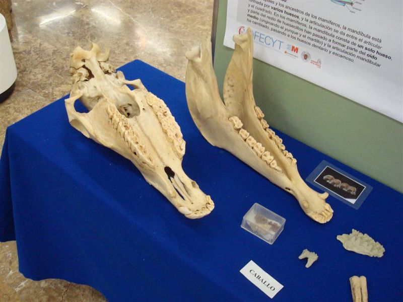 Natura 2011: conviértete en un buscador de fósiles y minerales