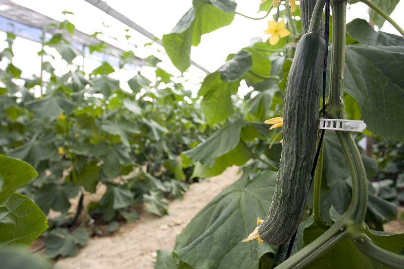 El pepino 'Almería' o 'holandés', más largo y fino, la variedad que España exporta a Alemania