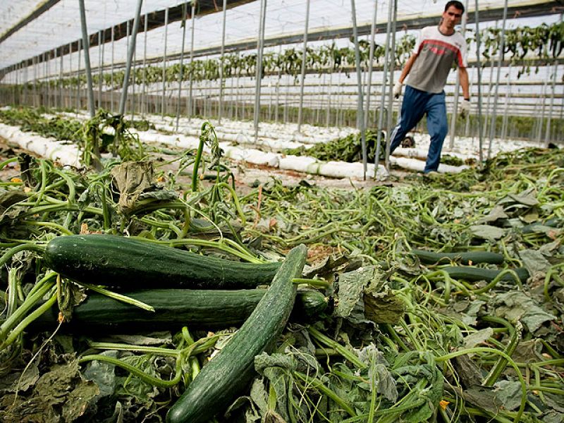 Alemania descarta que los pepinos españoles sean el foco del brote mortal de E.coli