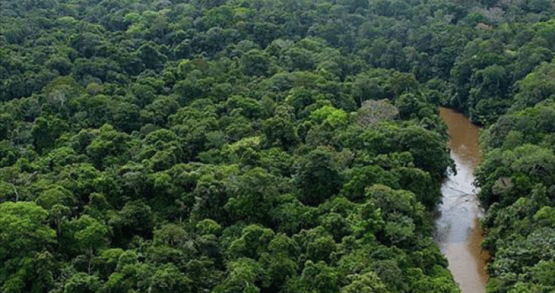 El Día Mundial del Medio Ambiente busca concienciar sobre el cuidado de los bosques