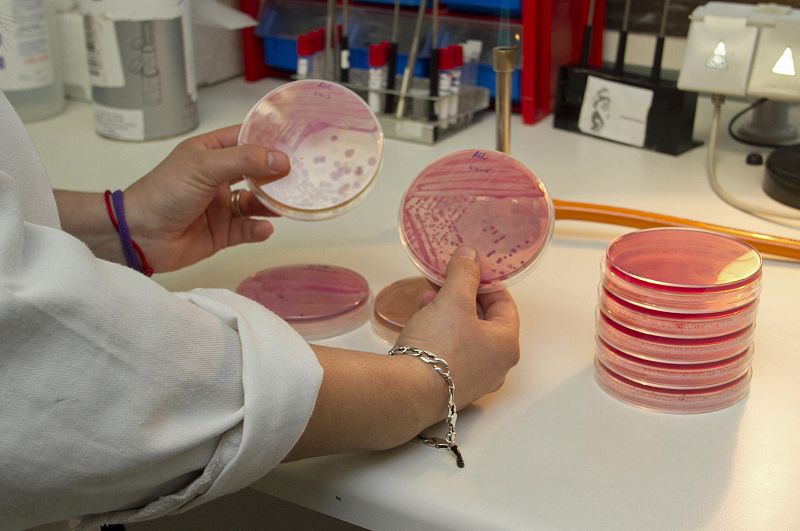 La OMS confirma que la cepa mortal de la bacteria E. coli se transmite de persona a persona