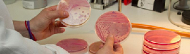 Alemania señala a los brotes de soja como posible causa de la infección por E. coli