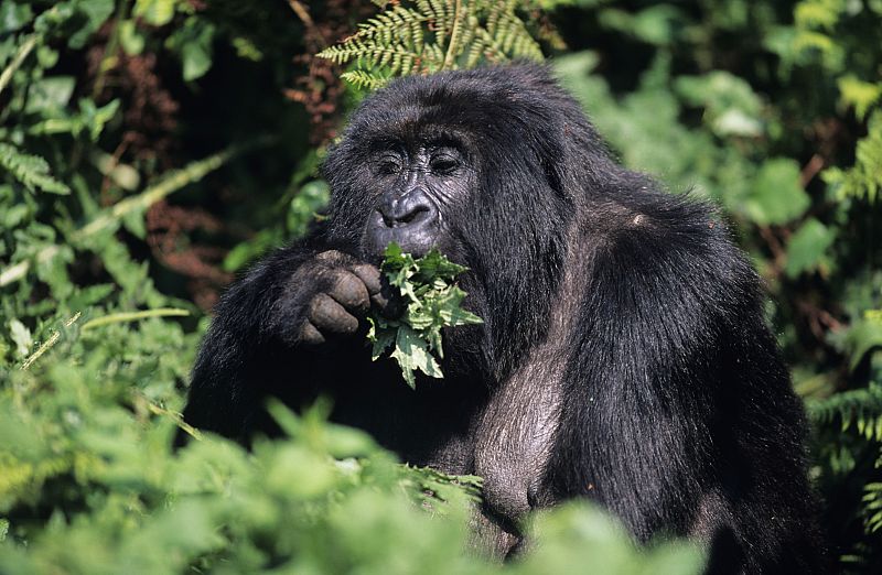 Los gorilas mantienen su 'peso ideal' gracias a una dieta rica en proteínas