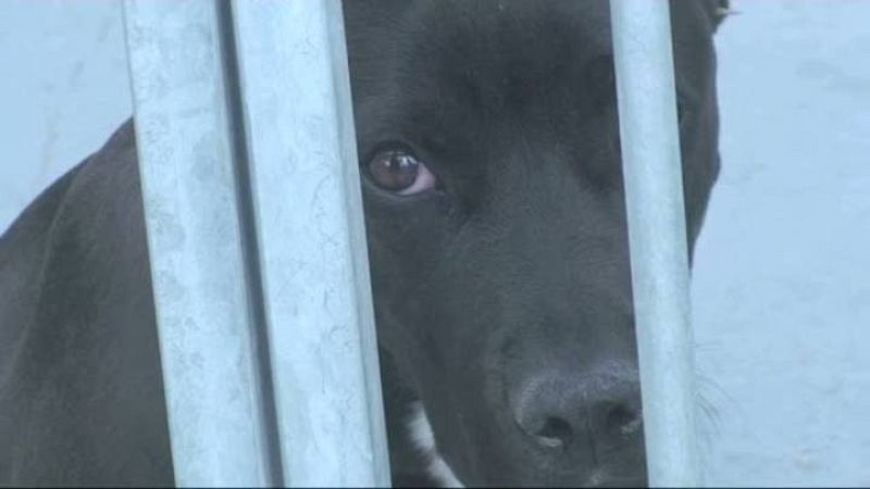 Mascotas: adoptar o morir