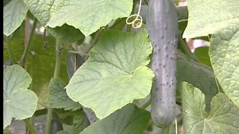 El pepino, la estrella en el reparto de 40.000 kilos de frutas y verduras de los agricultores en Madrid