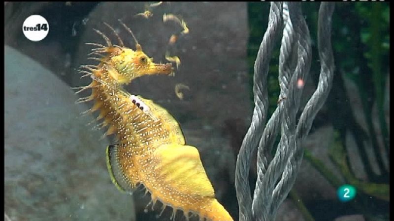 Cría en cautividad o la lucha por la supervivencia