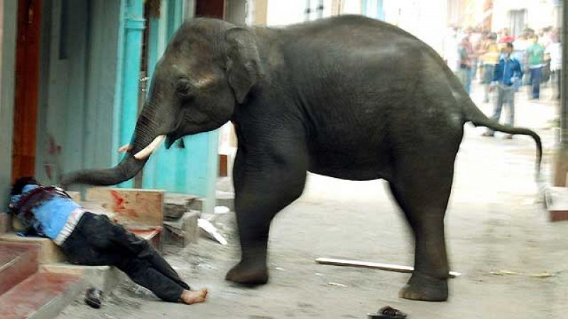Una estampida de elefantes salvajes siembra el pánico en una ciudad india