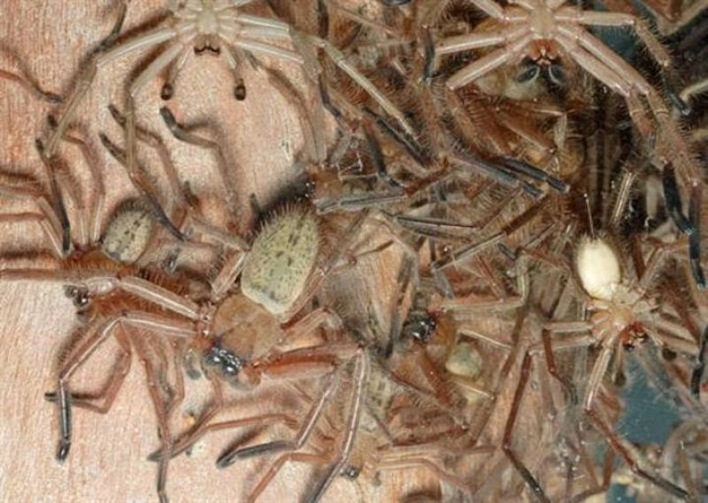 Arañas 'vampíricas' que cazan en 'manada'