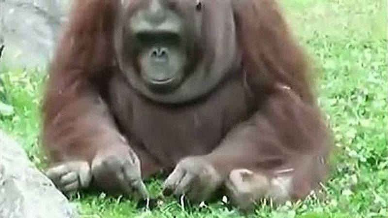 Un orangután salva a un pajarillo de morir ahogado tras caerse de un nido