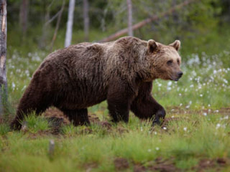 El oso pardo modifica sus costumbres para huir de su mayor amenaza, el hombre