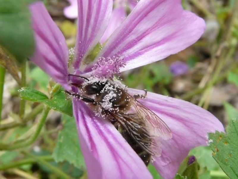 Las abejas también ven el vaso 'medio vacío'