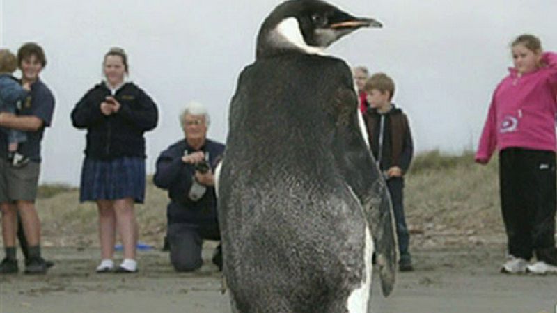 La odisea del pingüino viajero, de la Antártida a Nueva Zelanda