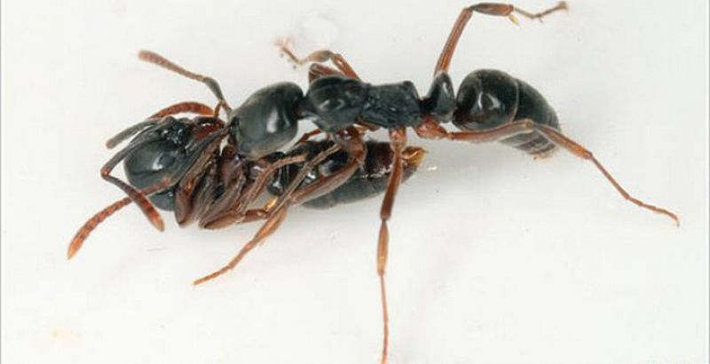 Solidaridad obrera entre hormigas para recolectar comida hasta el hormiguero