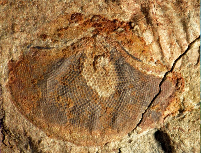 Hallan los ojos fósiles más antiguos y complejos del mundo en Australia