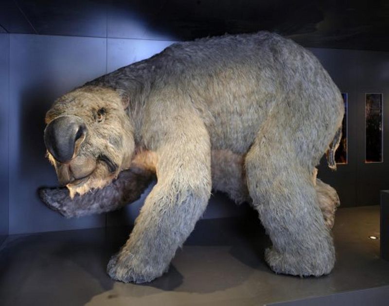 Descubren los restos de un marsupial prehistórico gigante en Australia