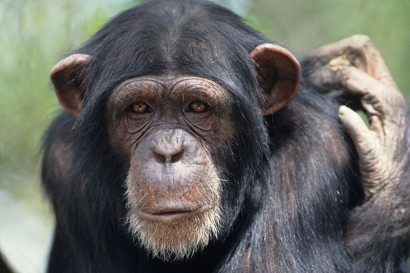 Los chimpancés 'enloquecen' en los zoos