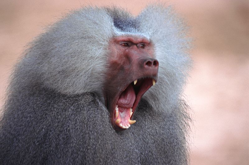 El estrés de los babuinos al mando