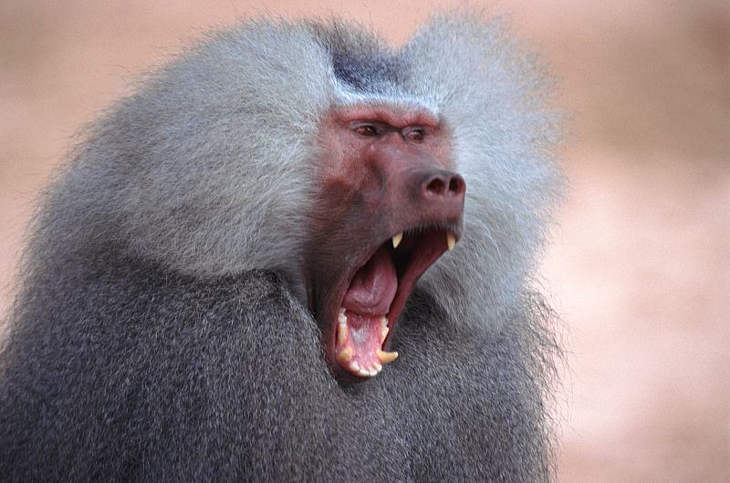 El estrés de los babuinos al mando