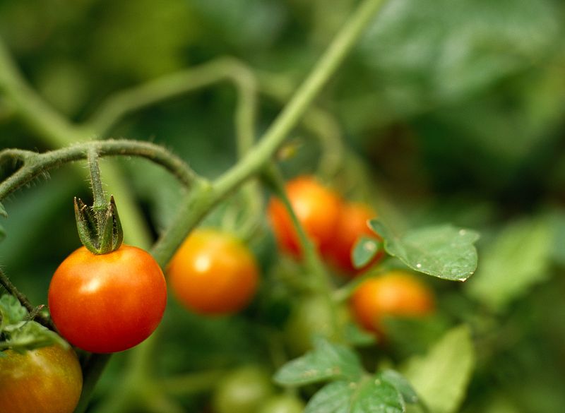 El secreto de la juventud está en los tomates