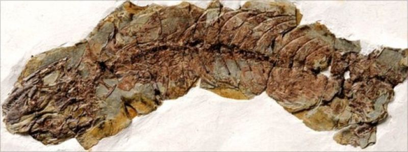 Descubren el fósil de una lagarta embarazada hace 120 millones de años