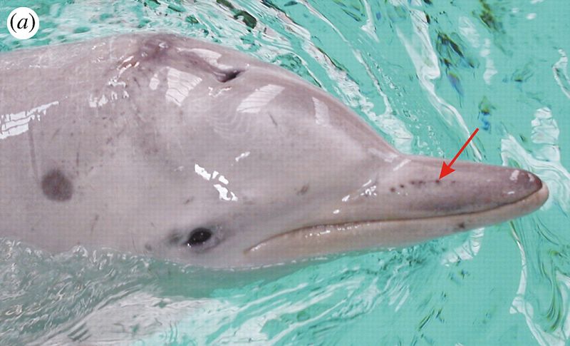 La electrorrecepción, el séptimo sentido de los delfines