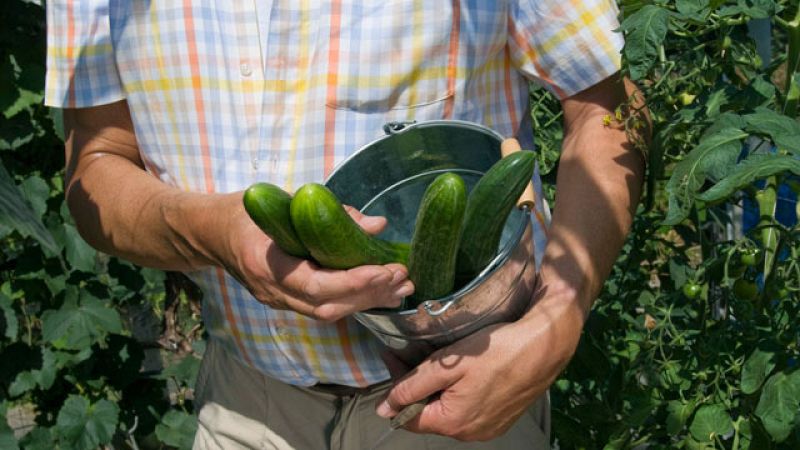 España, el país más afectado por la crisis del pepino, recibirá 71 millones de euros de la UE