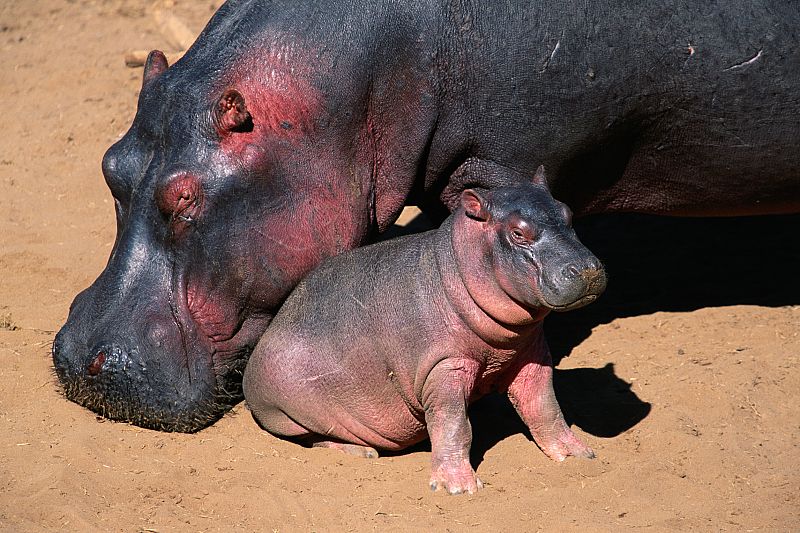 ¿Por qué los hipopótamos sudan rosa?