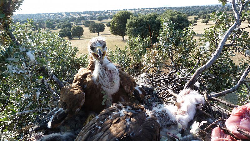 Los tres polluelos de águila imperial de Cabañeros echan a volar a los 80 días de nacer