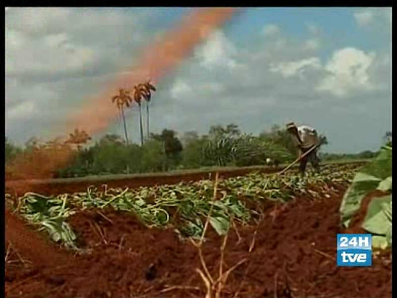 Consecuencias de la crisis alimentaria