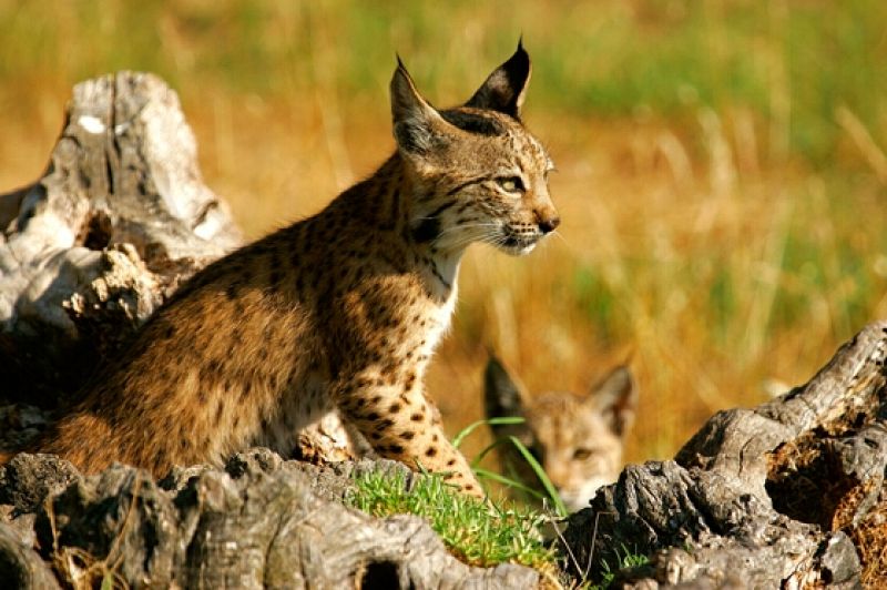 Hallan dos linces ibéricos muertos en Sevilla, uno de ellos tiroteado