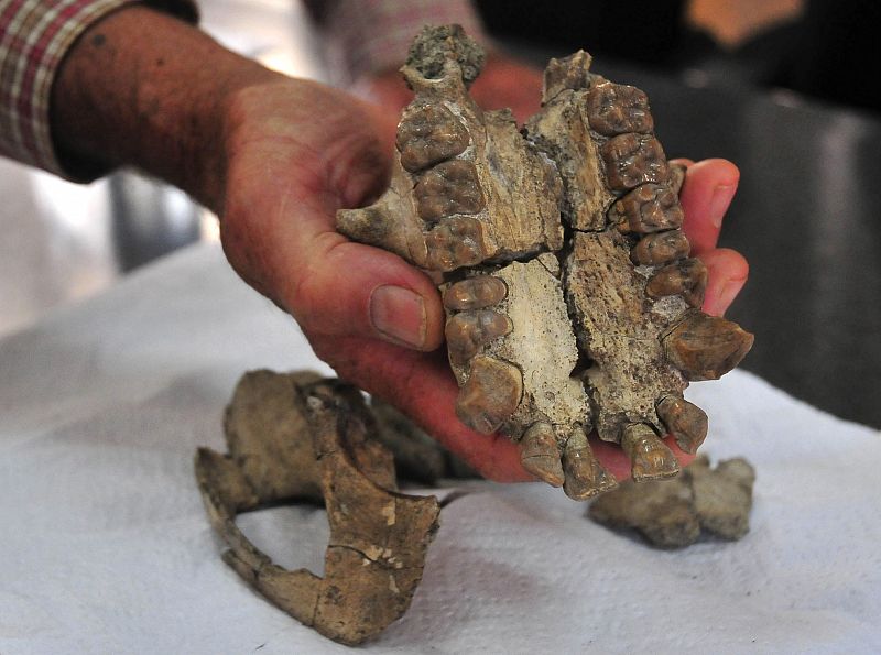 Descubren el cráneo completo de un simio que vivió hace 20 millones de años