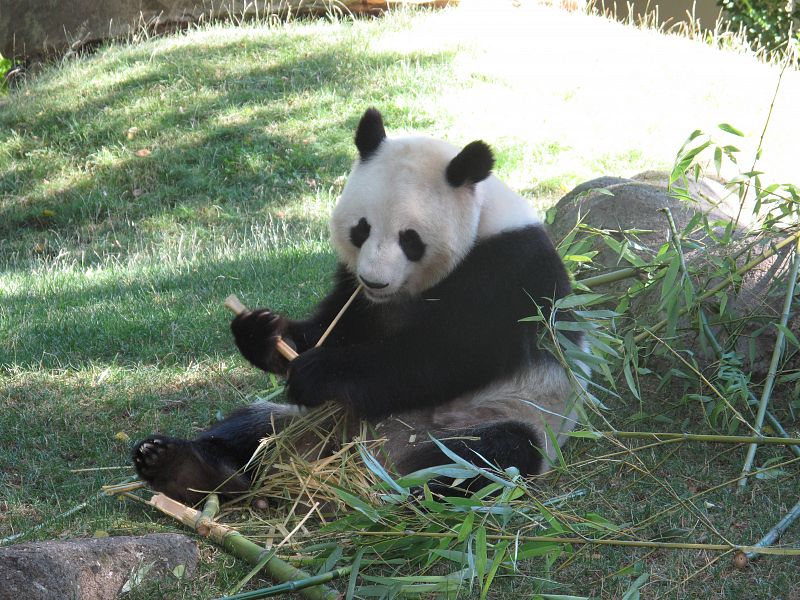 China endurece sus leyes para proteger al panda